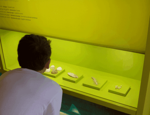 Tècnic/a superior de difusió Museu de Gavà